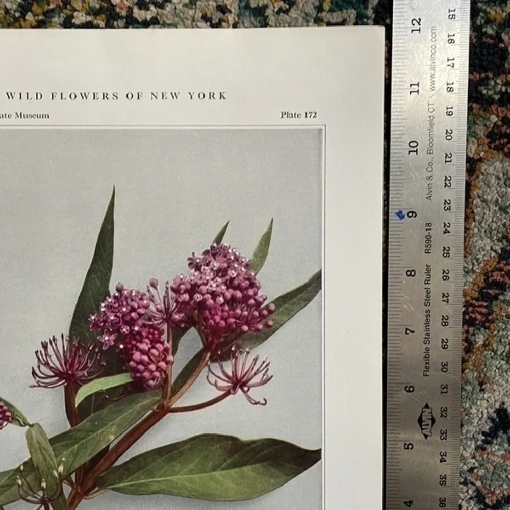 🖤5/$25 Antique Botanical Print Original natural home decor milkweed flower